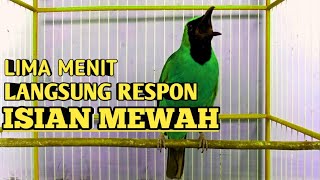 Download lagu Masteran Dan Terapi Cucak Ijo Drop Mental,Birahi Melet & Macet Bunyi Dengar ini Auto Langsung Nyaut. mp3