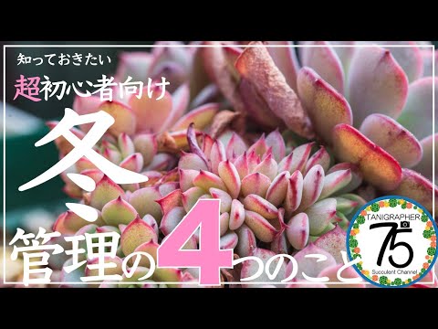 冬にキョウチクトウを鉢に入れる方法は？冬に備えて寒さや霜から守るための3つのヒント?  庭園