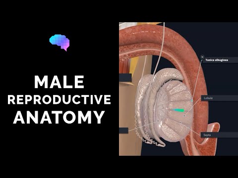 Male Reproductive Anatomy | 3D Anatomy Tutorial | Narrated | UKMLA | CPSA | PLAB 2