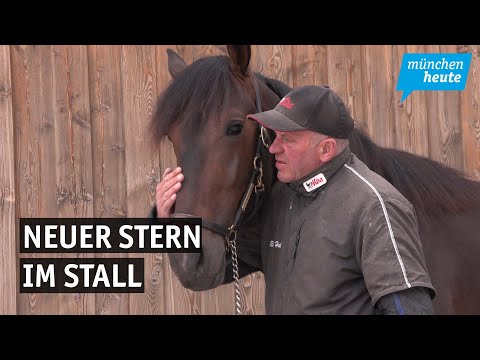 Neuer Stern im Stall von Traber Rudi Haller