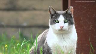 What to do when you find a feral or stray cat