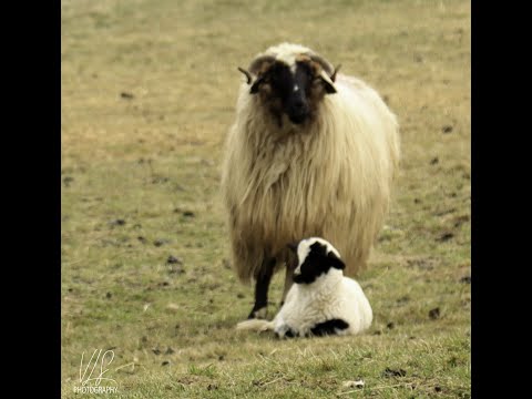 Tunsul oilor la ferma la Densus ! Claudiu un baiat  de o  simplitate si o modestie rara!