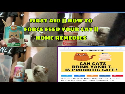 First Aid ||HOW TO FORCE FEED YOUR CAT||HOME REMEDIES #HOMEREMEDIESFORCAT