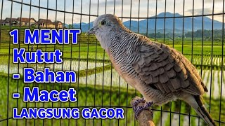 Download lagu Perkutut Lokal Gacor Suara Super Kristal - Pancingan Malas Bunyi (99%AMPUH BANGET) mp3 Download lagu Perkutut Lokal Gacor Suara Super Kristal - Pancingan Malas Bunyi (99%AMPUH BANGET) mp3