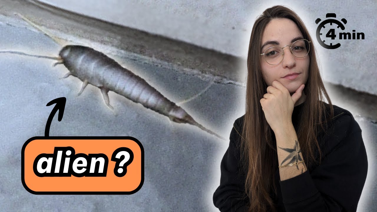 Poissons d’argent cette astuce permet de s’en débarrasser — free download