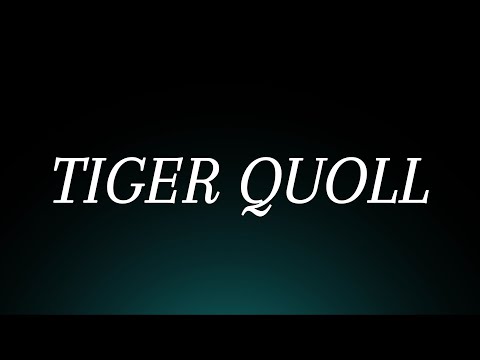 Learn How to Pronounce 'Tiger Quoll'! Correctly (Animal Pronunciation)
