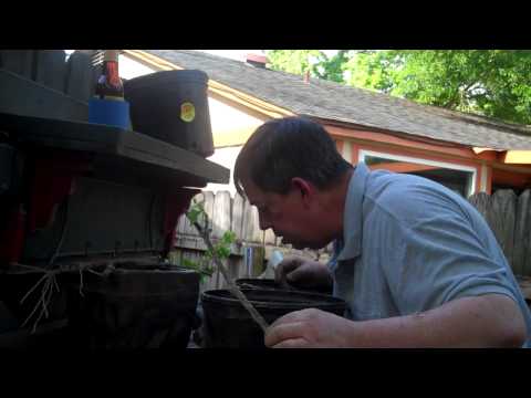 Vineyard Dream - A Start? Part 1