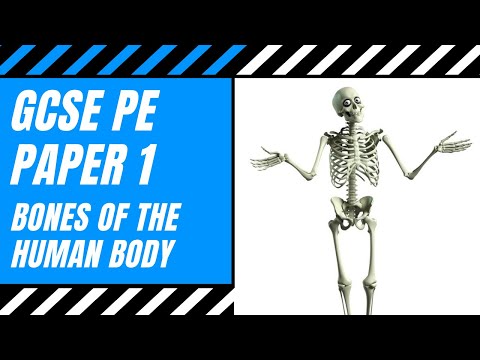 AQA GCSE PE: Bones Of The Human Body | The Skeletal System | The Skeleton | Anatomy | Paper 1