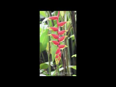 Lobster Claw or Hanging Heliconia (Heliconia rostrata) Flowers
