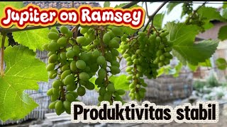 Update buah anggur Jupiter 40 Hsp 