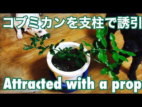 コブミカン 植物