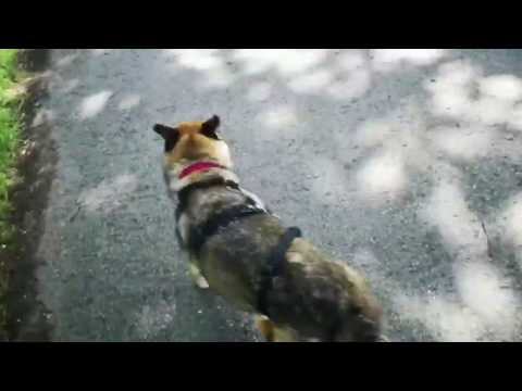 Rabea Glücksfellchen Zuhause gefunden