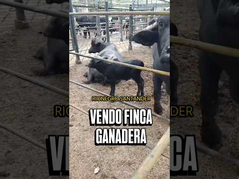 Rionegro Santander $550 millones, 25 hectáreas, finca ganadera, comunícate al: 3187592982 √√