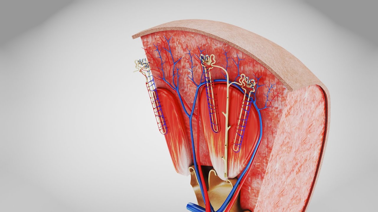 Kidney Section and Nephrons 3D Model
