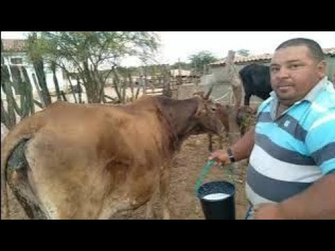 NALDO DO CARVÃO PRODUTOR DE LEITE EM SÃO VICENTE DO SERIDÓ NA PARAÍBA HOMEM SIMPLES