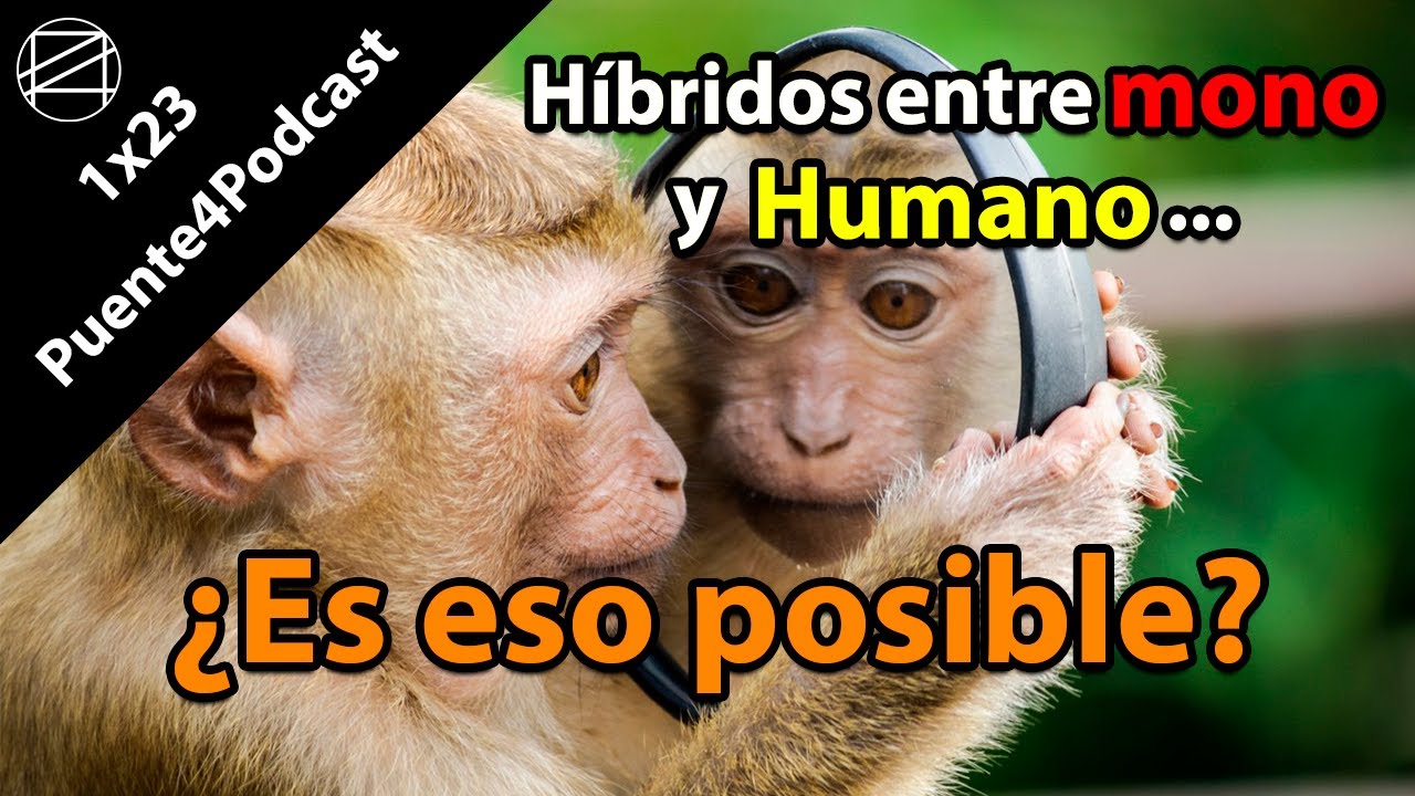 QUIMERAS 🙈 🙉 🙊 ¿Híbridos entre humanos y monos 🙈 🙉 🙊 ▶ #Puente4Podcast