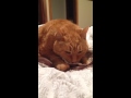 Orange Tabby Cat Purring