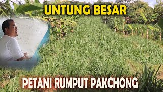 Download lagu Bertani rumput pakchong sangat menguntungkan, omzet jutaan per bulan mp3 Download lagu Bertani rumput pakchong sangat menguntungkan, omzet jutaan per bulan mp3