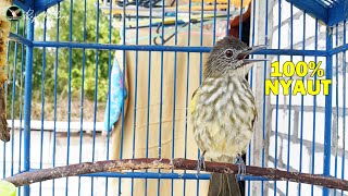 Download lagu 100% NYAUT, Banyak Siri Siri Macet, Jadi Gacor Dengan Satu Kali Pancingan mp3 Download lagu 100% NYAUT, Banyak Siri Siri Macet, Jadi Gacor Dengan Satu Kali Pancingan mp3