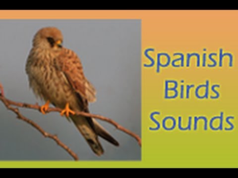 Spanish Birds Sounds Free Video