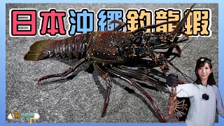 【釣龍蝦小益思】遠征日本沖繩釣龍蝦  曾經10分鐘釣6隻龍蝦  聽說新手也能釣到超級大龍蝦  #釣蝦 #i呀我的蛋 #新聞 #主播 Shrimpfishing  エビ釣り  새우 낚시