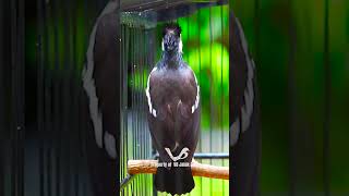 Download lagu Jalak Suren Full isian Mewah!!! mp3 Download lagu Jalak Suren Full isian Mewah!!! mp3