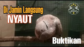 Download lagu BUKTIKAN❗❗Pancingan suara puter pelung malas bunyi agar cepat gacor & rajin bunyi mp3 Download lagu BUKTIKAN❗❗Pancingan suara puter pelung malas bunyi agar cepat gacor & rajin bunyi mp3