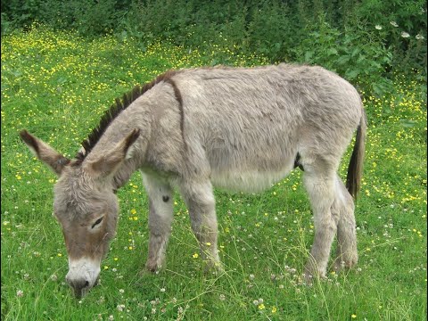 Feeding your donkey - Donkey Breed Society