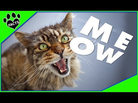 Why Does My Cat MEOW So Much? - Animal Facts