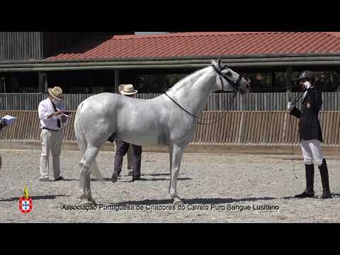 210717 22 Almonda da Broa - Aprovação de Garanhões