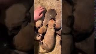 Irish Wolfhound Puppies Videos
