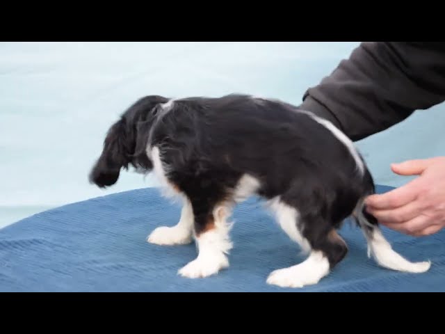 Cavalier King Charles Spaniel puppy for sale