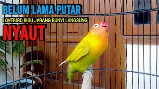 Download lagu BELUM LAMA PUTAR Lovebird Bisu Jarang Bunyi Langsung NYAUT, Suara Lovebird gacor ngekek panjang mp3 Download lagu BELUM LAMA PUTAR Lovebird Bisu Jarang Bunyi Langsung NYAUT, Suara Lovebird gacor ngekek panjang mp3