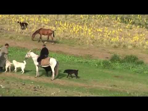 Tajik shepherd dogs from 2 different flocks meet each other