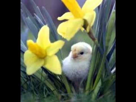 REFKI RESHITAJ (Lule t'bukura na qelë pranvera)