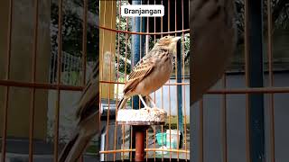 Download lagu Pancingan Suara Kicau Burung Branjangan Jantan Memanggil Betina Minta Kawin #branjangan #burung #fyp mp3