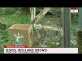 ARC Rochester 5 6 2025 Birds Bees Brews