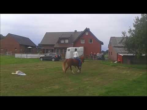 Ponyshow - Talina Lorei & Obelix