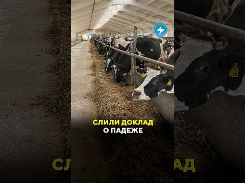 СЛИЛИ ДОКЛАД О МАССОВОМ ПАДЕЖЕ СКОТА #беларусь #новости