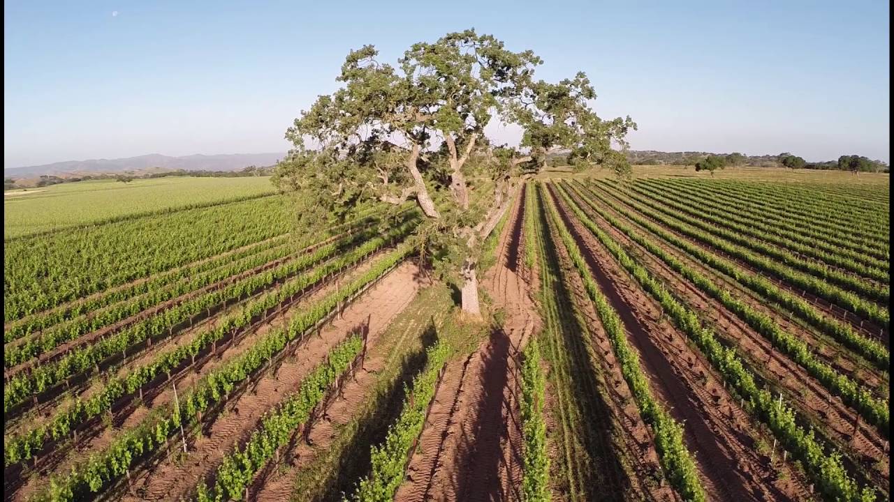 Zaca Mesa Winery - Commercial Promo