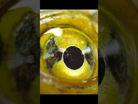 An aquatic turtle living in the desert #wildlife #animals #shortvideo