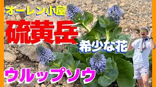 [Yatsugatake] Head to Mt. Io in search of Uruppu-sou! You can also get the specialty ○○ of Oren H...