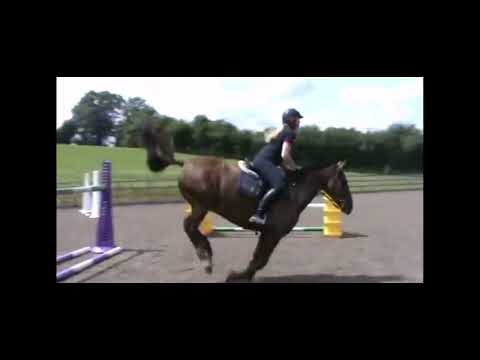 15hh horse jumps up to 1m60 🤯 😱 #shorts #showjumper #showjumping #ladylegend