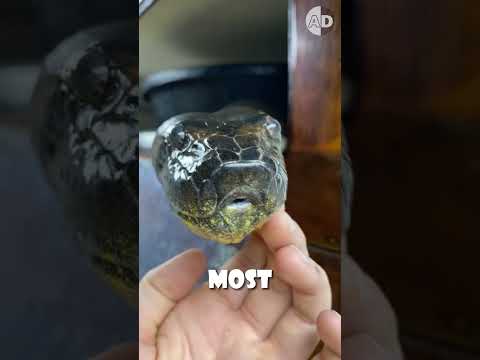 How to Tell Venomous from Non-Venomous Snakes: Essential Identification Tips!