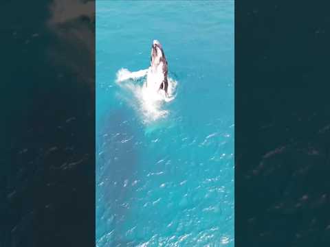 Whale watching in the Cook Islands!! Wow!! Full 4K Video in Link #shorts #whale #island #travel
