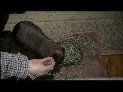 Mr. Beau in 'Creature of Habit'