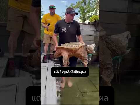 อันตรายจากเต่า ที่หลายคนมองข้าม  !!