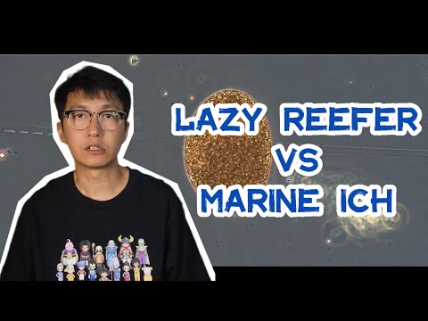 How Lazy Reefer Deal With Marine ICH (White Spot Disease)