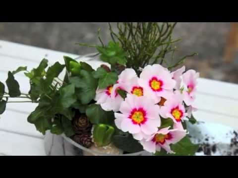 Trädgård inomhus -från julgrupp till vårgrupp på 60 sek