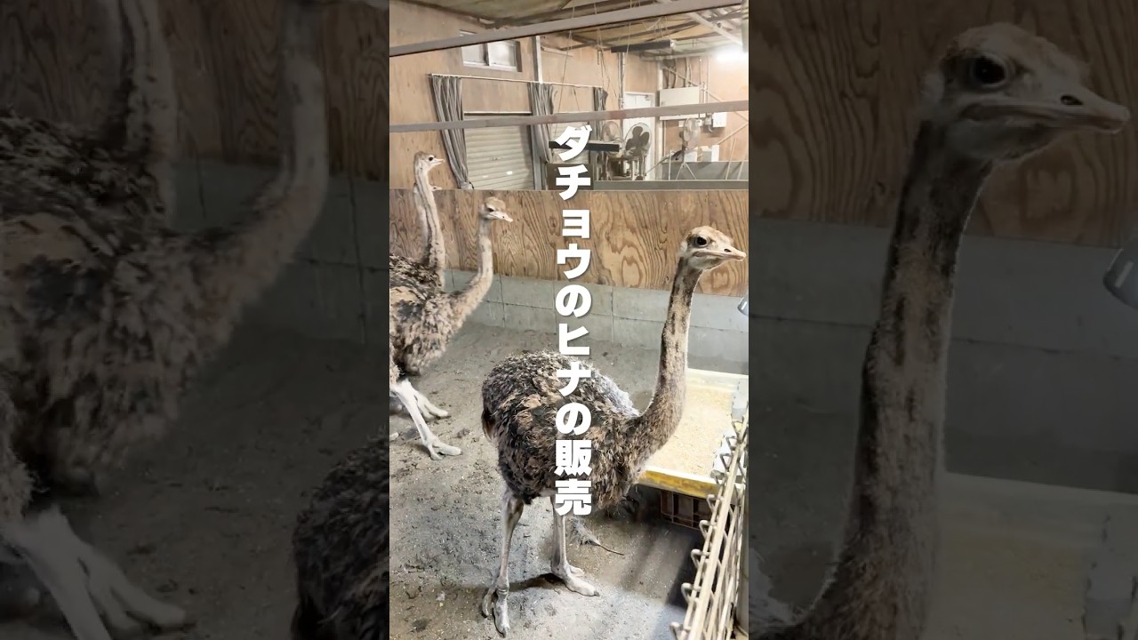 【生後3ヶ月のダチョウのヒナ 販売しています！】#shorts